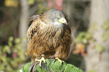 Imagen de un águila (Foto: MEC)