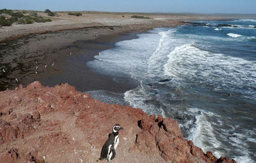 Pingüinos de Magallanes. Foto: gentileza investigador.