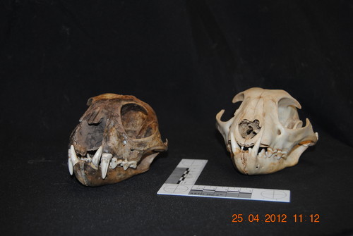 Cráneos de lince euroasiático hallados en la sima de Serpenteko (Navarra). Foto realizada por María Cruz Ortega.