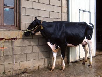 Vaca de la raza frisona (o Holstein).