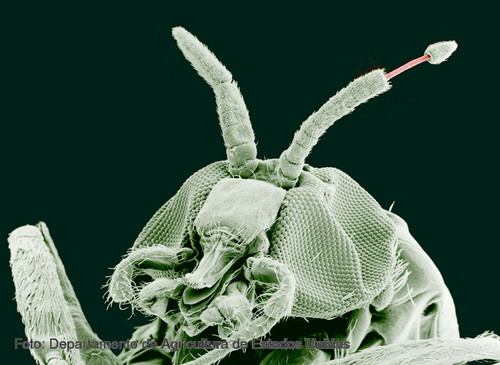Mosca negra (Simulium damnosus) con Onchocerca volvulus emergiendo desde la antena del insecto.