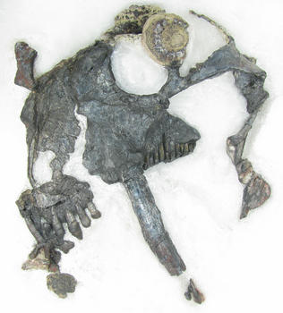 Restos fósiles del cráneo y la dentadura de un Tiarajudens eccentricus hallados en Brasil. (Foto: Juan Carlos Cisneros)