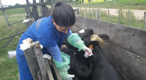 Una veterinaria recoge muestras en una granja. Foto: Buschiazzo, et al (CC BY 4.0, 2018).