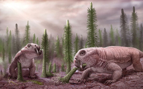 Uno de los animales más comunes la extinción masiva al final del Pérmico fue Lystrosaurus/Credit: Victor O. Leshyk