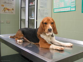 Perro de la raza 'beagle' de la Facultad de Veterinaria de León.