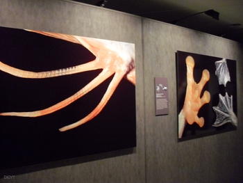 Dos imágenes de la exposición 'Patas, huellas de la evolución'.