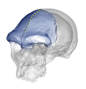 Geometría del hueso frontal en el género humano (FOTO: Bruner y De la Cuétara).
