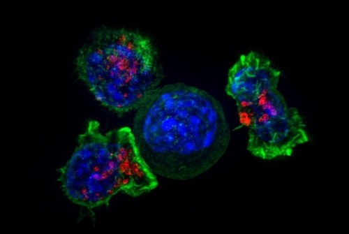 Células CAR-T (rojo y verde) rodeando células cancerosas (azul). / NIH.