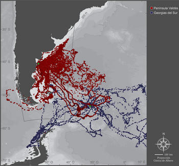 Mapa del Atlas del Mar Patagónico que sigue las rutas de dos poblaciones de elefantes marinos. (Foto: WCS)