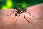 Mosquito Aedes aegypti, principal responsable de la transmisión del virus que causa el dengue. (Foto: James Gathany/Wikipedia)