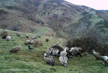 Buitres leonados y córvidos alimentándose en carroña de ganado en la Cordillera Cantábrica. Foto: Patricia Mateo-Tomás.