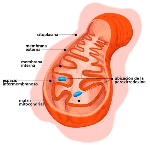 Estructura de una mitocondria/Wikimedia Commons/ Jornal da USP