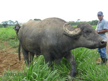 La rusticidad del búfalo de agua le permite adaptarse con gran facilidad a las condiciones adversas del medio ambiente, muy comunes en el trópico.