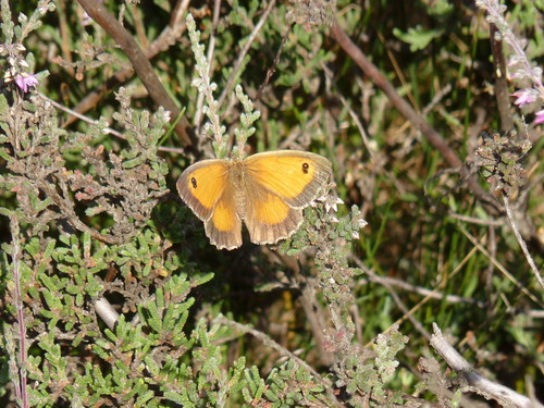 La mariposa Pyronia tithonus en Villota del Paramo. FOTO: Asociación de Naturalistas Palentinos.