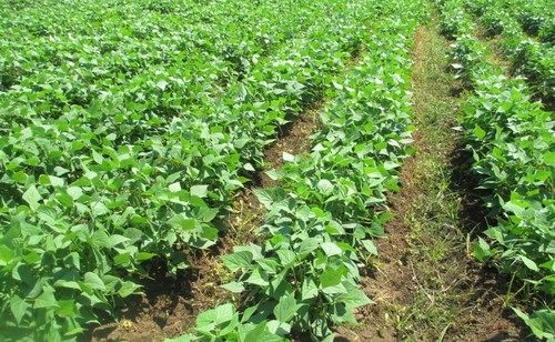 La variedad Nambí se puede cultivar en diferentes zonas frijoleras del territorio nacional, sin embargo funciona mejor en las regiones Huetar Norte y Brunca/UCR