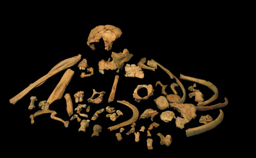 Fósiles de 'Homo antecessor' encontrados en el nivel TD6 de Gran Dolina /J.M. Bermúdez de Castro, M.N.C.N.