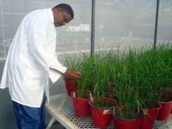 Dámaso Flores Ventura, investigador en mejoramiento genético de arroz del IDIAF.
