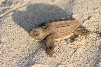 Cría de tortuga boba. Fuente de la imagen: CSIC.