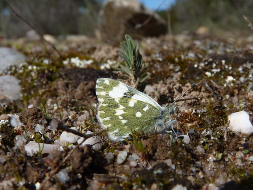 La mariposa Pontia daplidice. FOTO: Asociación de Naturalistas Palentinos.