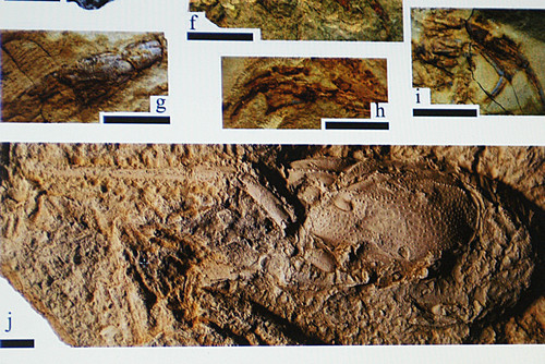 Científicos de México y España localizaron 102 fósiles de langostas de la especie extinta Meyeria magna, cuya forma asemeja a sus descendientes actuales. FOTO: UNAM.