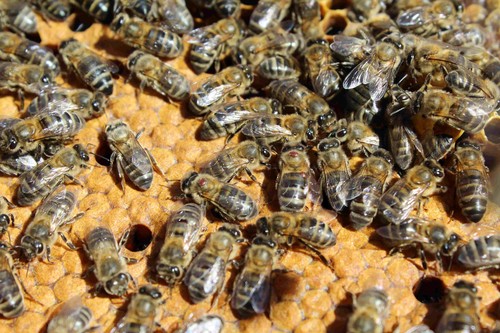 Varroa sobre las abejas. Foto: Diputación de Salamanca.