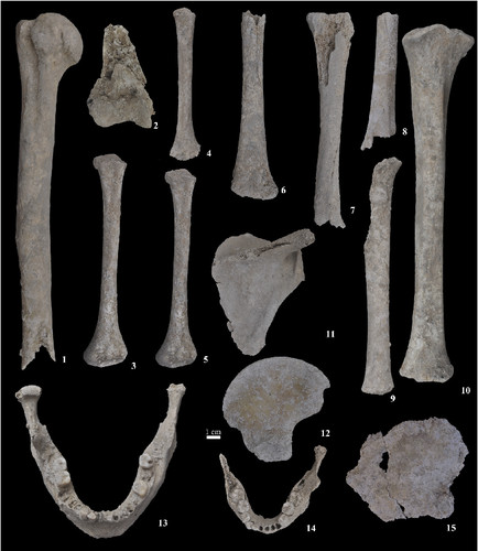 Restos humanos del Neolítico Antiguo dela Cova Bonica de Vallirana de 7.500 años de antigüedad. Foto:J. Daura & M. Sanz.