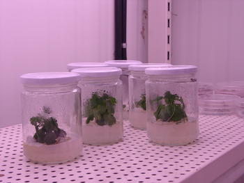 Cultivos 'in vitro' en el Departamento de Fisiología Vegetal de la Universidad de Salamanca