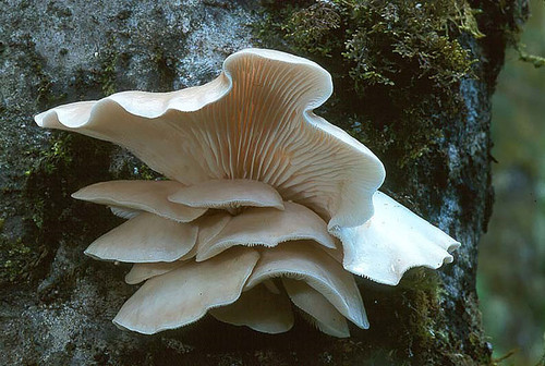 'Pleurotus ostreatus', conocido como champiñón ostra o pleuroto en forma de ostra.