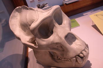 Cráneo del gorila.