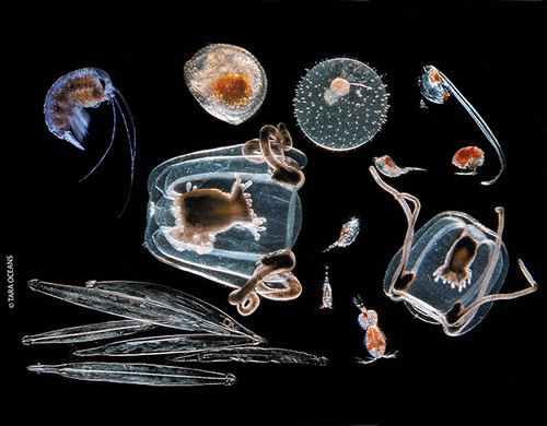 Especies microbianas marinas, fuente del catálogo genético. FOTO: CSIC
