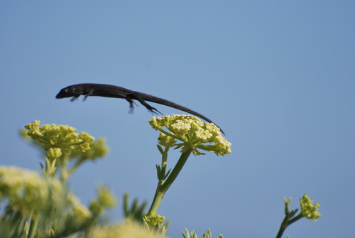 La lagartija balear salta de una planta de hinojo marino a otra. Foto: Valentín Pérez Mellado.