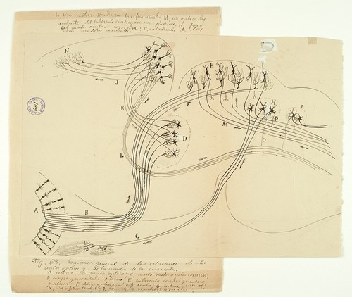 Dibujo de Santiago Ramón y Cajal. Imagen: Legado Cajal.