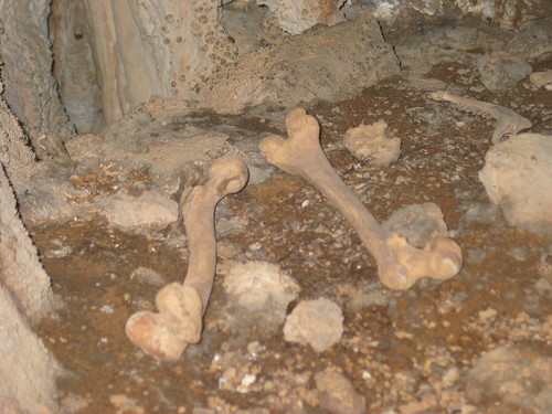 Dos fémures humanos en la Cova do Santo. Foto: UGR.