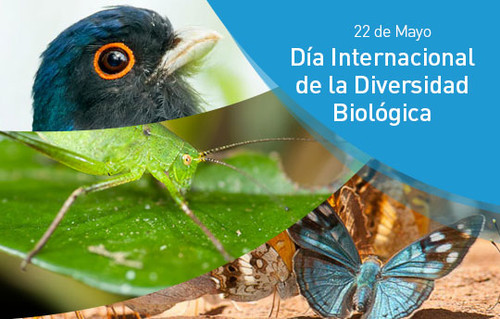 Día Internacional de la Diversidad Biológica. FOTO: NAHUEL SCHENONE, PATRICIA TORRES y AGUSTÍN ESMORIS