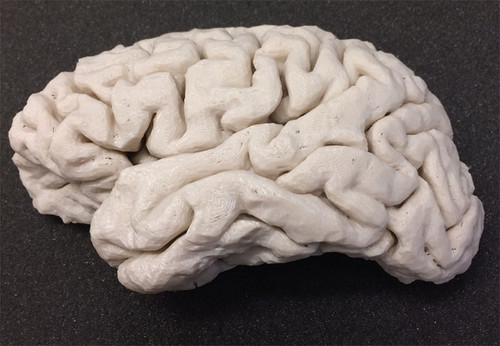 Cerebro impreso en 3D. Créditos: Cortesía de PLOS One