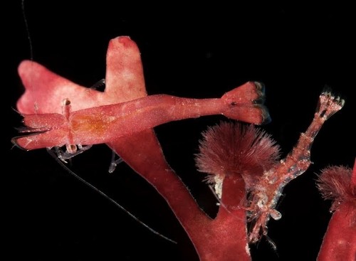 Dos ejemplares, uno homogéneo de color rosa (a la izquierda) y otro transparente con franjas de color longitudinales, sobre un alga roja, Galaxaura marginata (foto: Rafael Duarte)