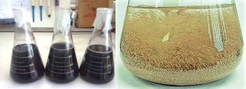 Experimentos de adsorción con carbón activado (izda.) y resina polimérica (dcha.).  