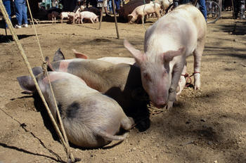 Granja de cerdos (Foto MEC)