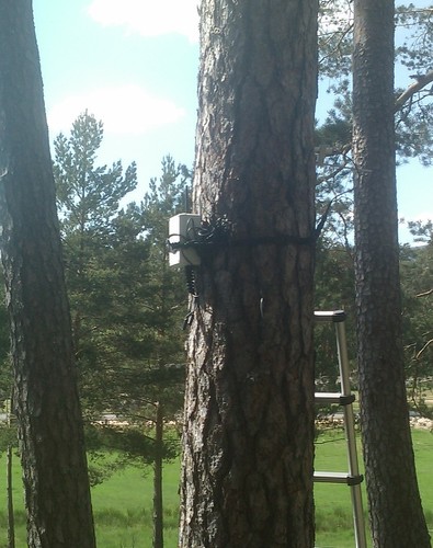Sensor instalado en un árbol en el marco del proyecto Ecommontech (FOTO: Cesefor).