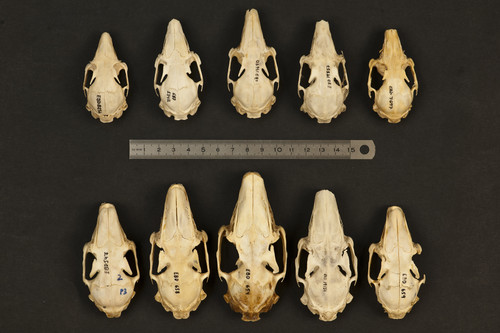 Variabilidad del tamaño en  Oryctolagus cuniculus (conejo europeo, arriba) y Lepus europaeus (liebre europea, abajo) .  Foto: Héctor Garrido. 