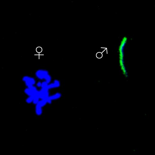 Maternal and paternal chromosomes in a recently fertilized fruit fly egg. DNA is in blue; the paternal chromosomes are also labelled in green/Paulo Navarro Costa