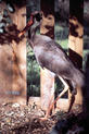 Imagen de una cigüeña negra (Foto: MEC)
