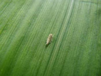 Plaga del maíz (FOTO: INIAP).