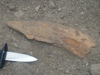 Fragmento de asta de ciervo utilizado como pico en la minería de la Edad de Piedra (Fotografía: CENIEH)