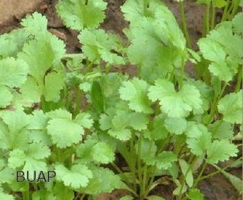 El cilantro contiene polifenoles que ayudan a reducir los niveles de glucosa en la sangre.