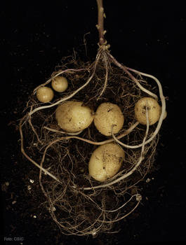 Patatas. Foto: CSIC.