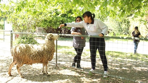 Terapia con ovejas en Chile/UCHILE