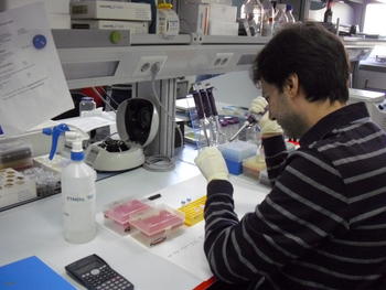 Un investigador en un laboratorio del IBGM.