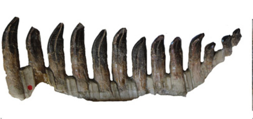 Dientes de dinosaurio fosilizados. FOTO: AGENCIA CYTA-INSTITUTO LELOIR