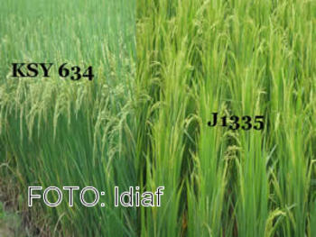 Líneas promisorias de arroz presentadas por el Idiaf.